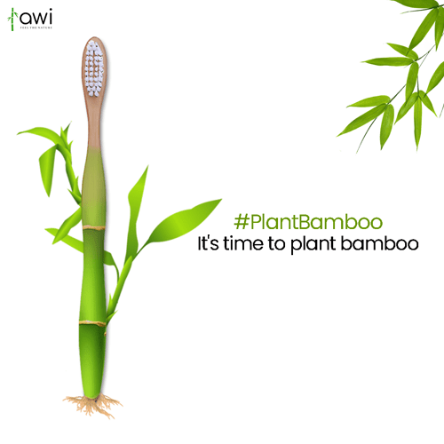 2nd blog bamboo